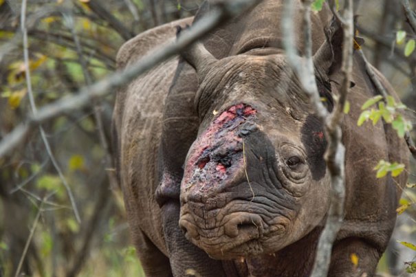 hornless-black-rhino-615